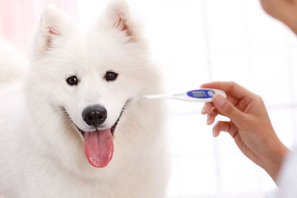 狗狗打疫苗前的注意事项有哪些？